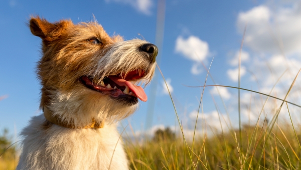 Greater protection for employees at Battersea Dogs Home